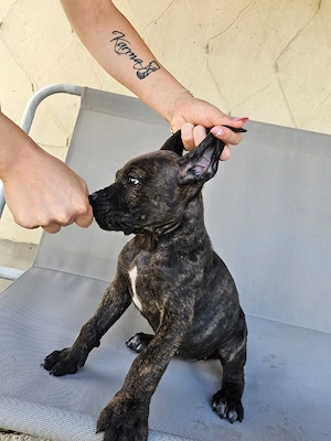 vând catelusa cane corso - imagine 3