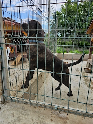 vand catel cane corso - imagine 4