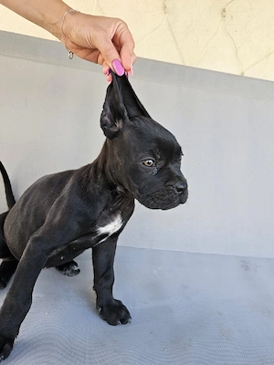 vând catelusa cane corso  - imagine 2