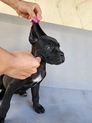 vând catelusa cane corso 