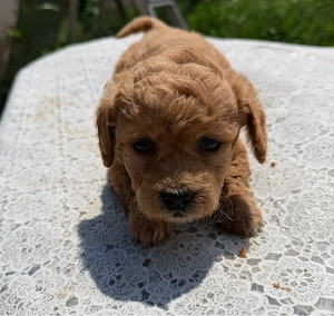Maltipoo in varsta de 5 saptamani 