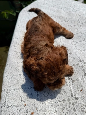 Maltipoo in varsta de 5 saptamani 