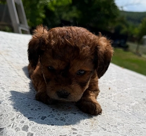 Maltipoo in varsta de 5 saptamani  - imagine 3