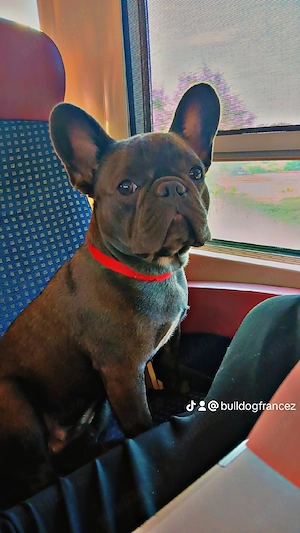 Buldog francez  - imagine 3