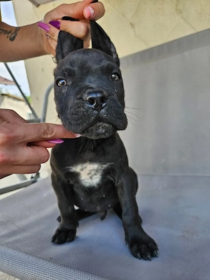 vand catel cane corso
