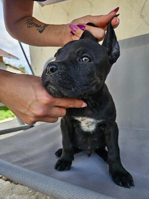 vand catel cane corso - imagine 2