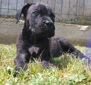 vand catel cane corso - imagine 3