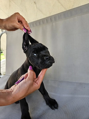 vand catelusa cane corso  - imagine 2