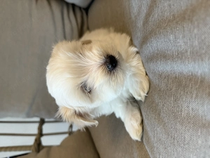 Pui bichon havanez x maltez