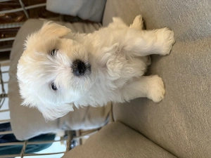 Pui bichon havanez x maltez