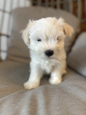 Pui bichon havanez x maltez