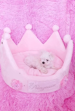 pui bichon maltese mini toy  - imagine 4
