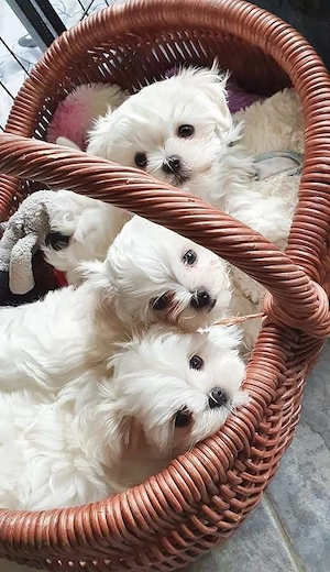pui bichon maltese mini toy  - imagine 3
