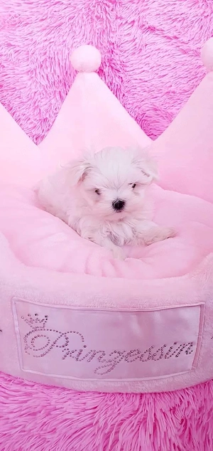 pui bichon maltese mini toy  - imagine 5