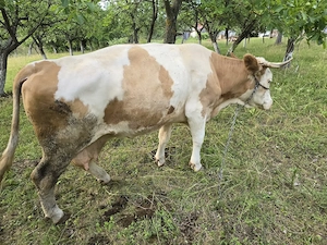 Vaca de vanzare baltata romaneasca