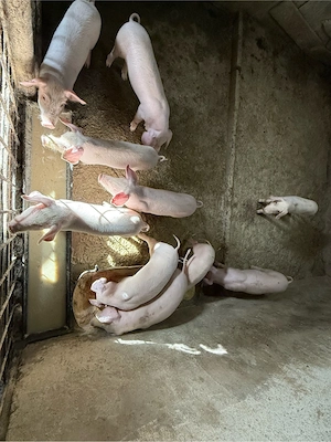 vand purcei landrace 