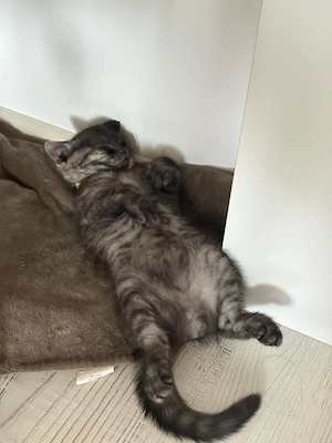 Pisica British Shorthair - imagine 3