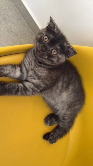 Pisica British Shorthair - imagine 4