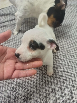 Jack Russel terrier tricolor Italia Pot calatori in strainatate