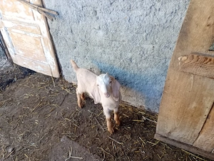 de vânzare capră 
