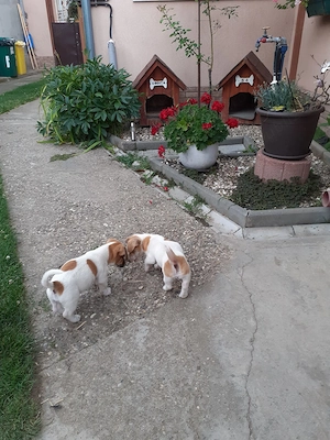 De vânzare doi puiuți rasa Jack Russell Terrier