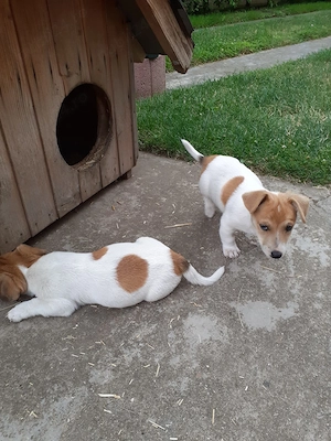 De vânzare doi puiuți rasa Jack Russell Terrier - imagine 3