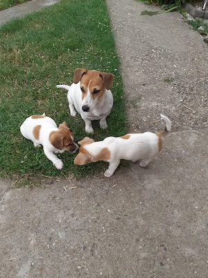 De vânzare doi puiuți rasa Jack Russell Terrier - imagine 4