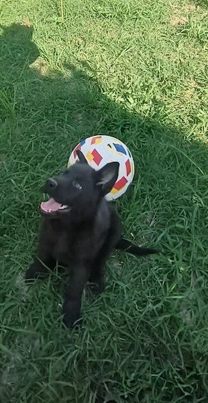 Căței Ciobanesc german, negru, cu pedigree 