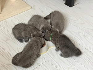 Pisicute Scottish Fold - imagine 3