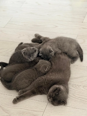 Pisicute Scottish Fold - imagine 4