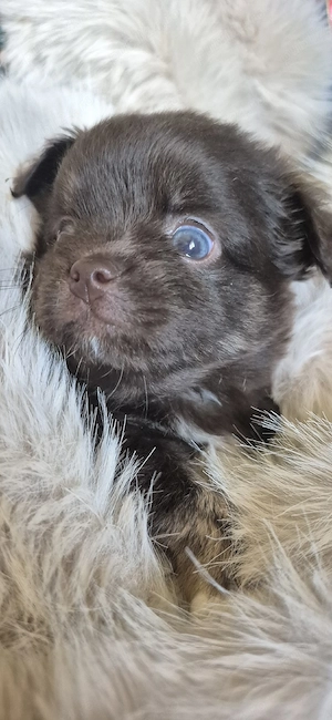 chihuahua baietel ciocolatiu cu ochi albastri