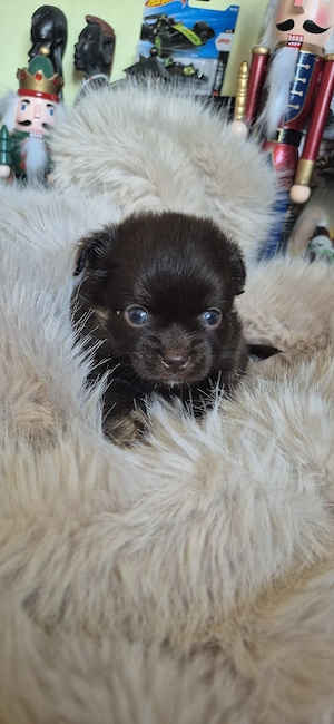 Chihuahua baietel ciocolatiu