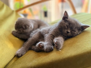 Pisicute Scottish Fold - imagine 2