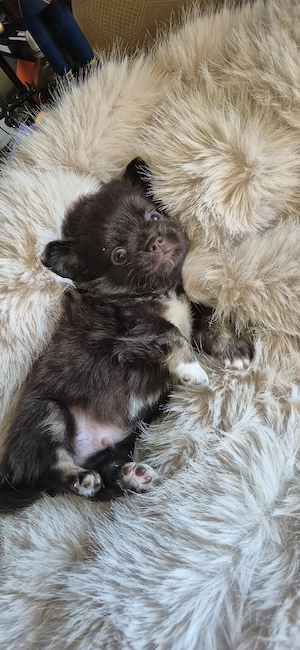 Chihuahua baietel ciocolatiu cu ochi albastri
