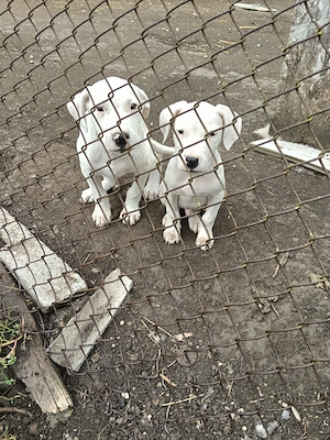 Pui dog argentinian 