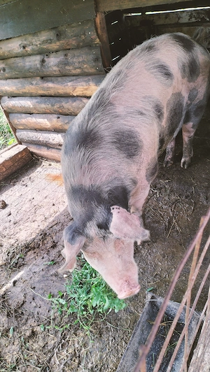 De vânzare purcica.