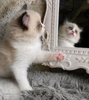 Ragdoll cu pedigree - imagine 2