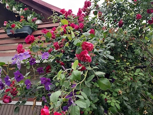 In atentia ,,dezvoltatorilor ,, imobiliari  , si nu numai...  VILA + TEREN Laniste  Suceava - imagine 4