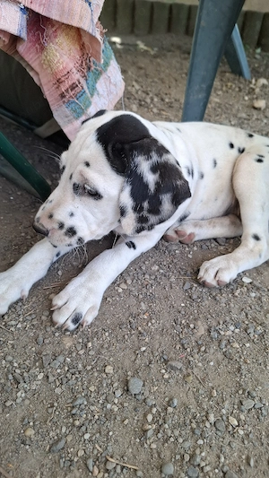 Catelusa dalmatian in varsta de 10 saptamani