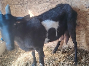 Vand capre tinere sau schimb cu purcei sau porc porci de taiat 