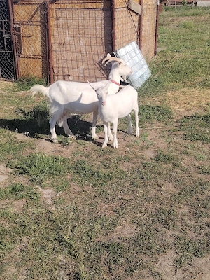 Vand capre tinere sau schimb cu purcei sau porc porci de taiat  - imagine 3