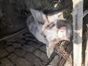 Porc mare 2500 negociabil
