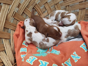 Pui Cavalier King Charles Spaniel   Generația iulie 2026 | Părinți campioni și testați  - imagine 2