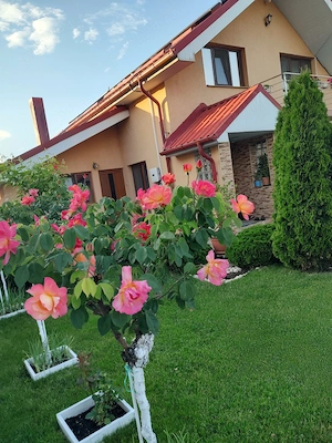 imobiliare case de vinzare - imagine 3