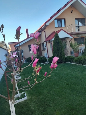 imobiliare case de vinzare - imagine 2