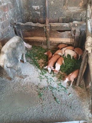 de vânzare urgent scroafă cu 9 purcei de 3 săptămâni vând urgent preț 2000 lei  - imagine 4