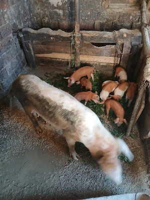 de vânzare urgent scroafă cu 9 purcei de 3 săptămâni vând urgent preț 2000 lei  - imagine 2
