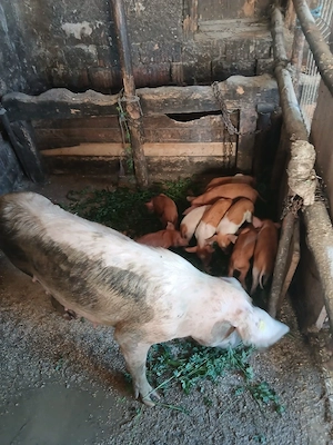 de vânzare urgent scroafă cu 9 purcei de 3 săptămâni vând urgent preț 2200 lei 