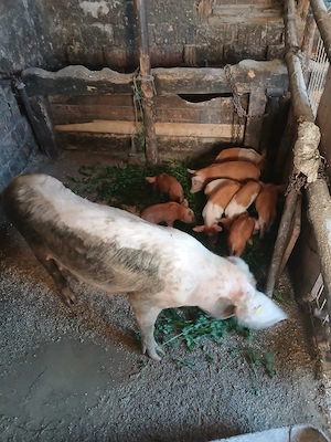 de vânzare urgent scroafă cu 9 purcei de 3 săptămâni vând urgent preț 2000 lei  - imagine 3