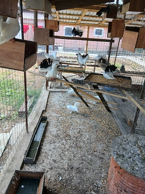 porumbei  voltati